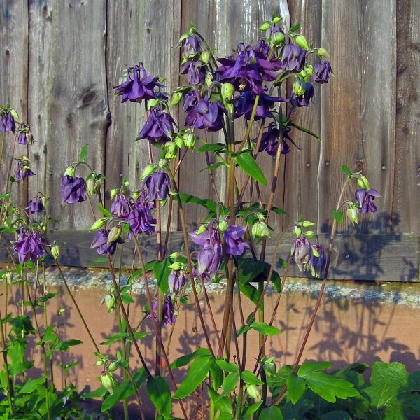 Aquilegia comune (Aquilegia vulgaris) semi