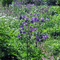 Aquilegia comune (Aquilegia vulgaris) semi