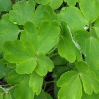 Aquilegia comune (Aquilegia vulgaris) semi