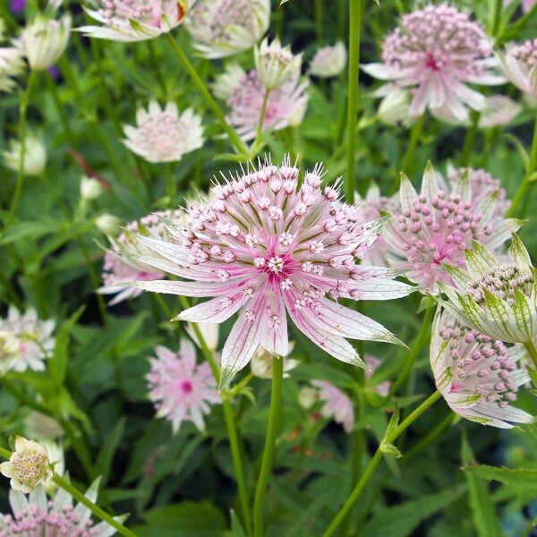 Astranzia maggiore (Astrantia major) semi