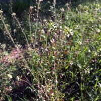 Borsa del pastore (Capsella bursa-pastoris)