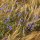 Fiordaliso (Centaurea cyanus) semi