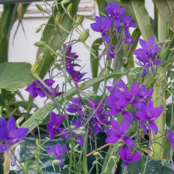Erba cornetta (Consolida regalis) semi