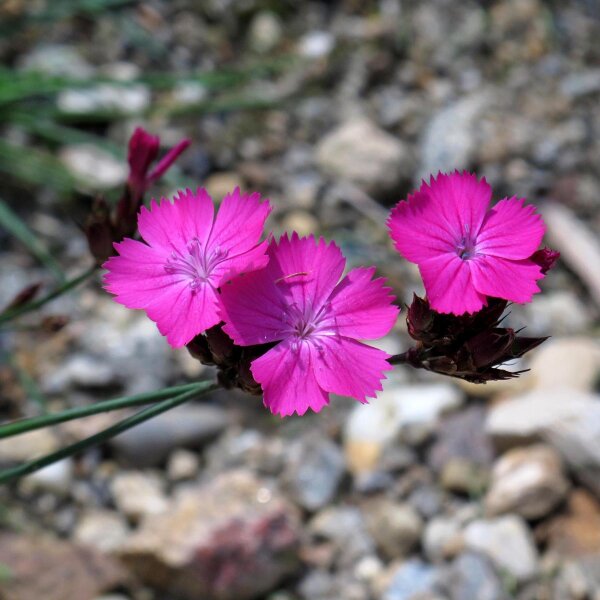 Garofanino dei Certosini (Dianthus carthusianorum) semi