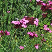 Garofanino dei Certosini (Dianthus carthusianorum) semi