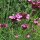 Garofanino dei Certosini (Dianthus carthusianorum) semi
