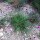 Garofanino dei Certosini (Dianthus carthusianorum) semi