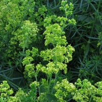 Caglio zolfino (Galium verum) semi