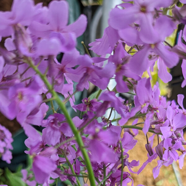 Viola matronale (Hesperis matronalis) semi