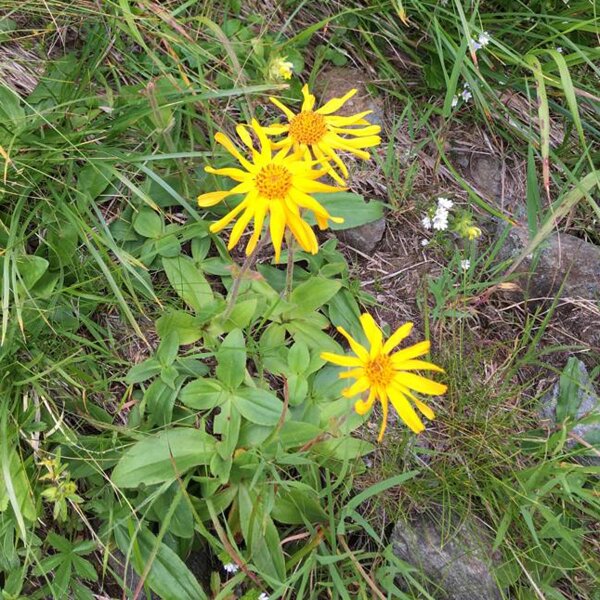 Arnica (Arnica montana) semi