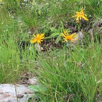 Arnica (Arnica montana) semi