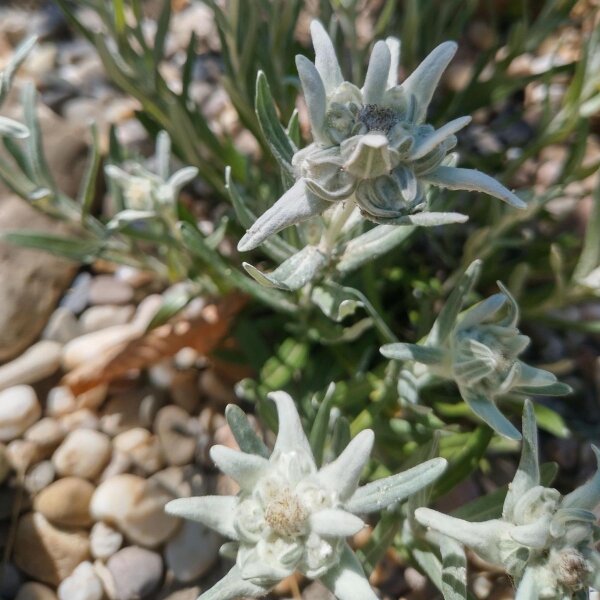 Edelweiss / stella alpina dellAppennino (Leontopodium alpinum) semi