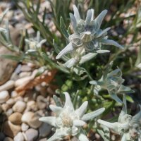 Edelweiss / stella alpina dellAppennino (Leontopodium...
