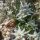 Edelweiss / stella alpina dellAppennino (Leontopodium alpinum) semi