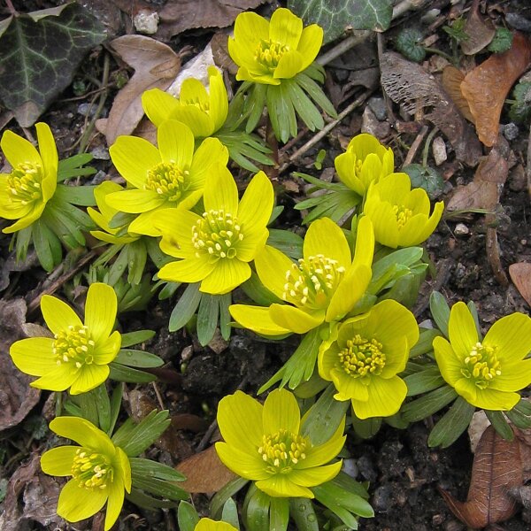 Piè di gallo (Eranthis hyemalis) semi