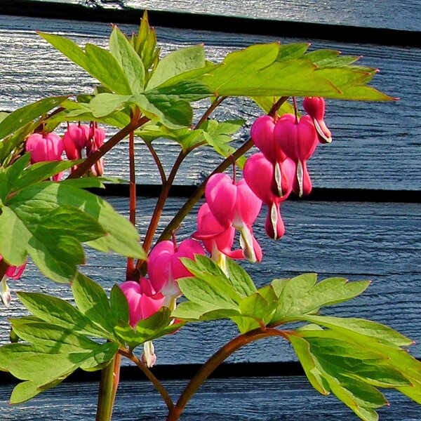 Cuor di Maria (Lamprocapnos / Dicentra spectabilis) semi