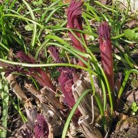 Cuor di Maria (Lamprocapnos / Dicentra spectabilis) semi