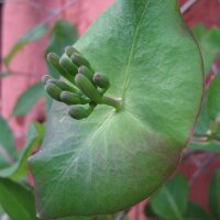 Caprifoglio atlantico (Lonicera periclymenum) semi