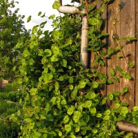 Caprifoglio atlantico (Lonicera periclymenum) semi