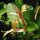 Caprifoglio atlantico (Lonicera periclymenum) semi