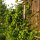 Caprifoglio atlantico (Lonicera periclymenum) semi