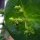 Caprifoglio atlantico (Lonicera periclymenum) semi