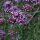 Verbena patagonica (Verbena bonariensis) semi