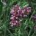 Verbena patagonica (Verbena bonariensis) semi