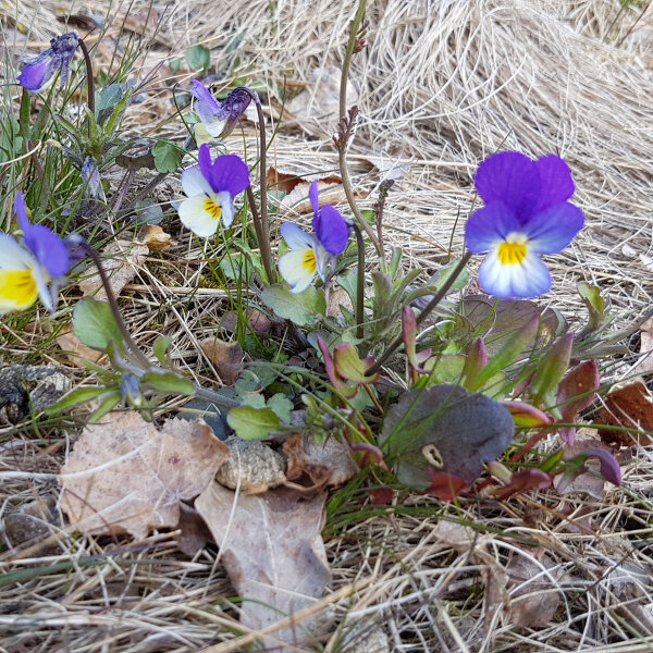 Viola del pensiero (Viola tricolor) semi