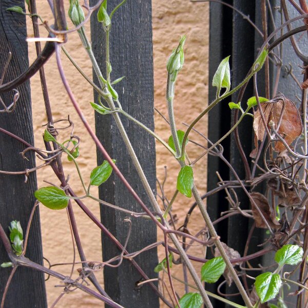 Clematide (Clematis vitalba) semi