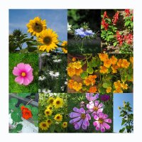 Fiori a crescita rapida - set regalo di semi