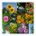 Fiori a crescita rapida - set regalo di semi