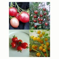 Pomodorini aromatici - Set regalo di semi