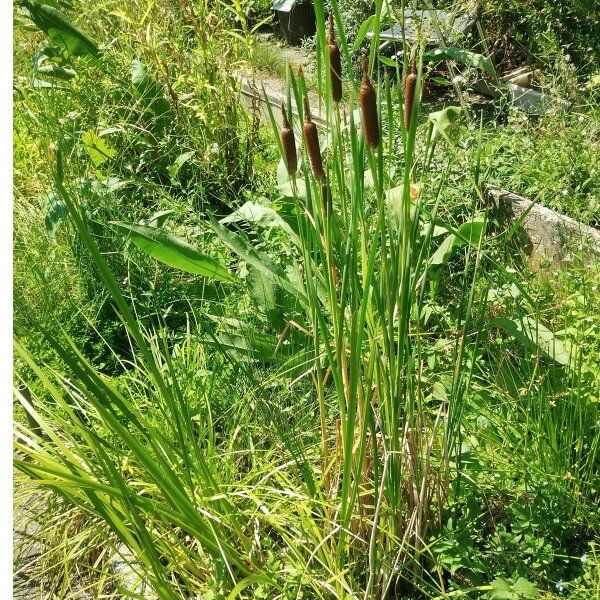 Tifa / stiancia (Typha latifolia) semi