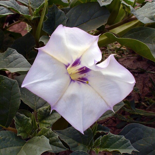 Datura del deserto (Datura discolor) semi