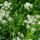 Anice comune (Pimpinella anisum) semi