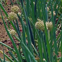Cipollotto White Lisbon  (Allium cepa) semi biologici