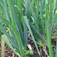 Cipollotto White Lisbon  (Allium cepa) semi biologici