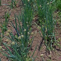 Cipollotto White Lisbon  (Allium cepa) semi biologici