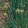 Cipollotto White Lisbon  (Allium cepa) semi biologici