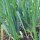 Cipollotto White Lisbon  (Allium cepa) semi biologici