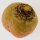 Barbabietola gialla Golden (Beta vulgaris) biologico semi