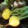 Barbabietola gialla Golden (Beta vulgaris) biologico semi