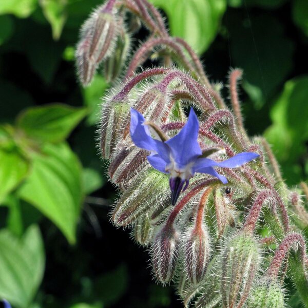 Borragine (Borago officinalis) biologico semi