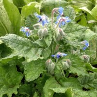 Borragine (Borago officinalis) biologico semi