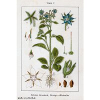 Borragine (Borago officinalis) biologico semi