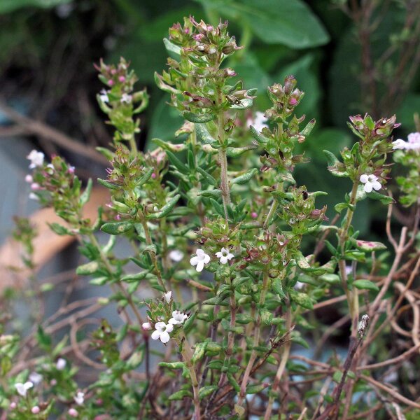 Timo (Thymus vulgaris) biologico semi