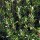 Timo (Thymus vulgaris) biologico semi