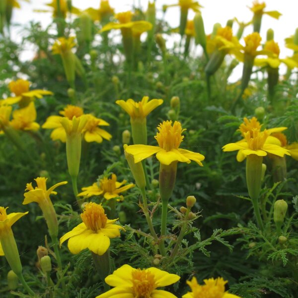 Tagete garofano indiano (Tagetes tenuifolia) biologico semi