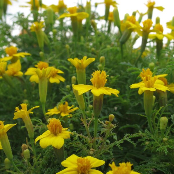 Tagete "garofano indiano" (Tagetes tenuifolia) biologico semi